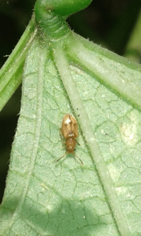 Psammoecus sp. (Silvanidae)?
